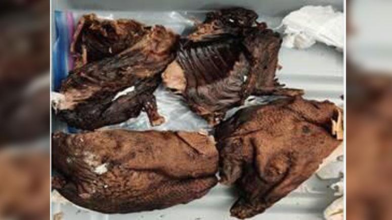 ABD'nin Newark Havaalanı'nda kaynağı belirlenemeyen 4 kilo vahşi hayvan eti ele geçirildi