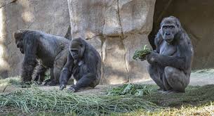 ABD'de gorillere koronavirüs bulaştı: Hayvanat bahçesi çalışanından kaptıkları düşünülüyor