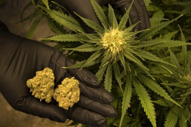 New York polisi artık marihuana kokusu nedeniyle araçlarda arama yapamayacak