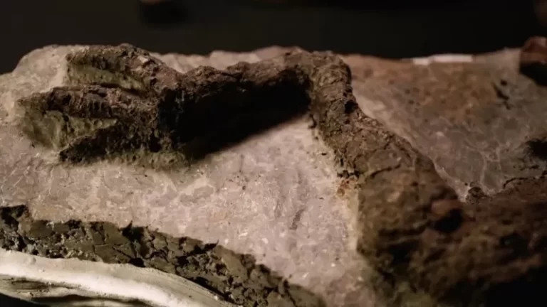 ABD’de bulunan fosil, göktaşının çarptığı gün ölen bir dinozora mı ait?