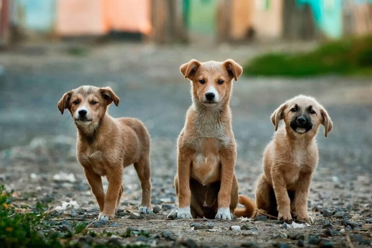 Hayvanseverlerin yeni modası: Köpeklere DNA testi￼